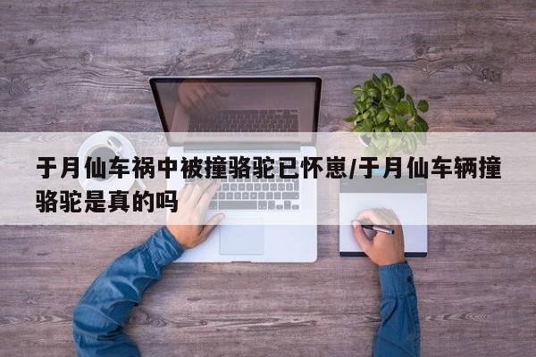 于月仙车祸中被撞骆驼已怀崽/于月仙车辆撞骆驼是真的吗